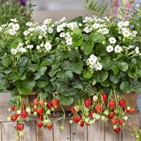 Summer Breeze Snow Strawberry