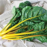 Eldorado Swiss Chard
