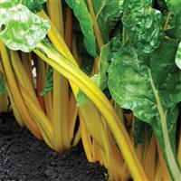 Eldorado Swiss Chard