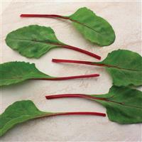 Fire Fresh Swiss Chard