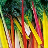 Northern Lights Mix Swiss Chard