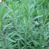 Russian Tarragon