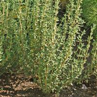 Winter Thyme