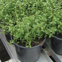 Winter Thyme