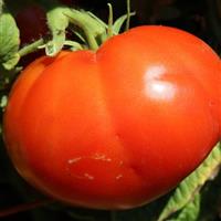 Husky Red Tomato