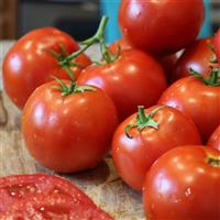 Husky Red Tomato