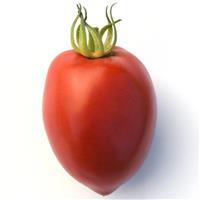 Amish Paste Tomato