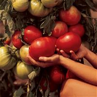 Beefmaster Tomato