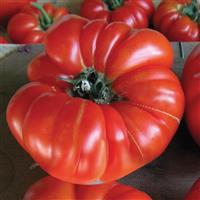 Buffalosteak Tomato
