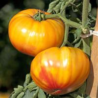 Buffalosun Tomato