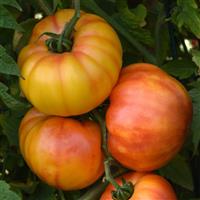 Buffalosun Tomato