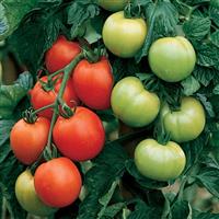 Carmello Tomato