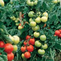 Carmello Tomato