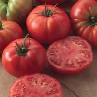 Champion I I Tomato