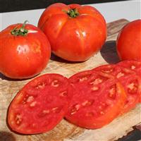 Florida 91 Hybrid Tomato