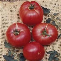 German Johnson Tomato