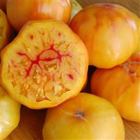 Gold Medal Tomato