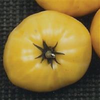 Great White Tomato