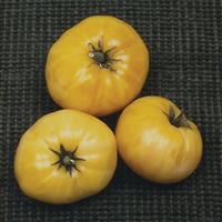 Great White Tomato