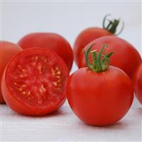 Manitoba Tomato