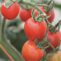Mountain Magic Tomato