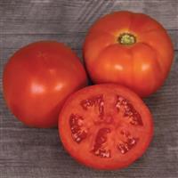 Mountain Man Tomato