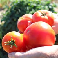 Patio Tomato