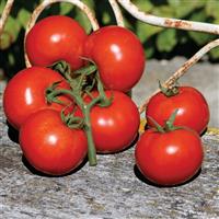 Premio Tomato