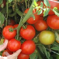 Premio Tomato