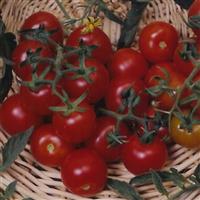 Red Cherry Large Tomato