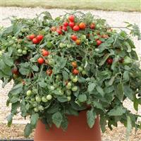 Red Profusion Tomato