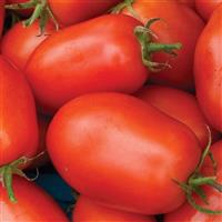 Roma Vf Tomato