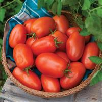 Roma Vf Tomato