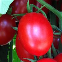 Ruby Crush Tomato