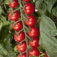 Sugargloss Tomato