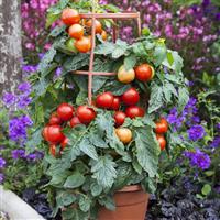 Summerlast Tomato