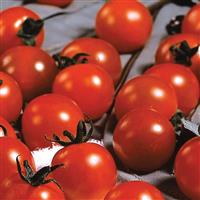 Sweet Million Tomato