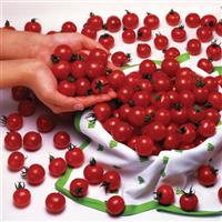 Sweet Million Tomato