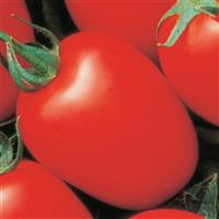 Yaqui Tomato