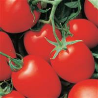 Yaqui Tomato