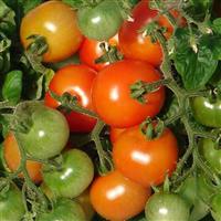 Sweet 'N Neat Scarlet Tomato