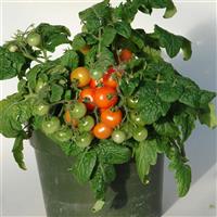 Sweet 'N Neat Scarlet Tomato