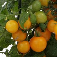 Sweet 'N Neat Yellow Tomato