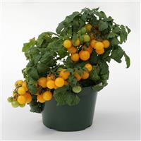 Sweet 'N Neat Yellow Tomato