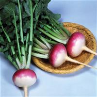 Royal Crown Turnip