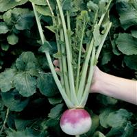 Royal Crown Turnip