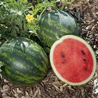 Mini Love Watermelon