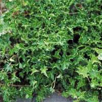 Hedera helix Ivalace