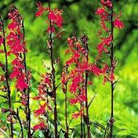 Lobelia species cardinalis Queen Victoria