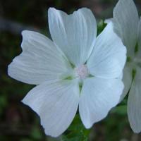 Malva moschata Alba